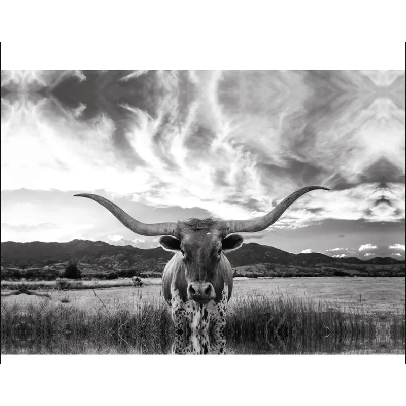 Black And White Longhorn Cow I Wrapped Canvas Photograph